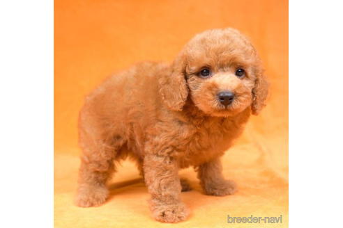 成約済の東京都のトイプードル-192386の5枚目